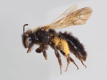 [Andrena saccata female thumbnail]